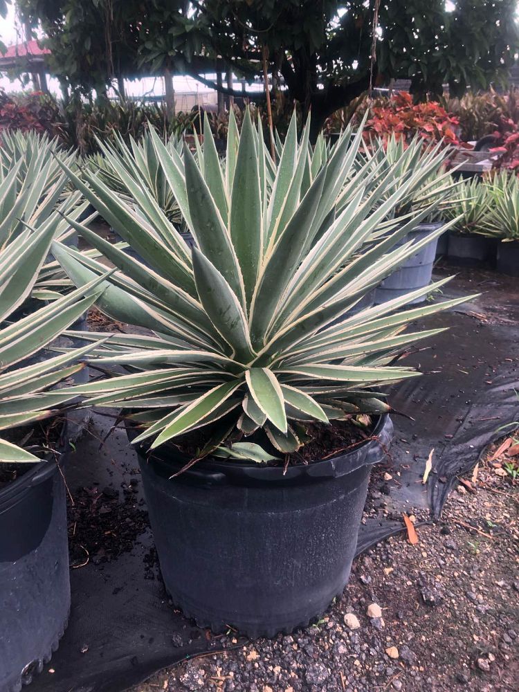agave-angustifolia-carribean-agave