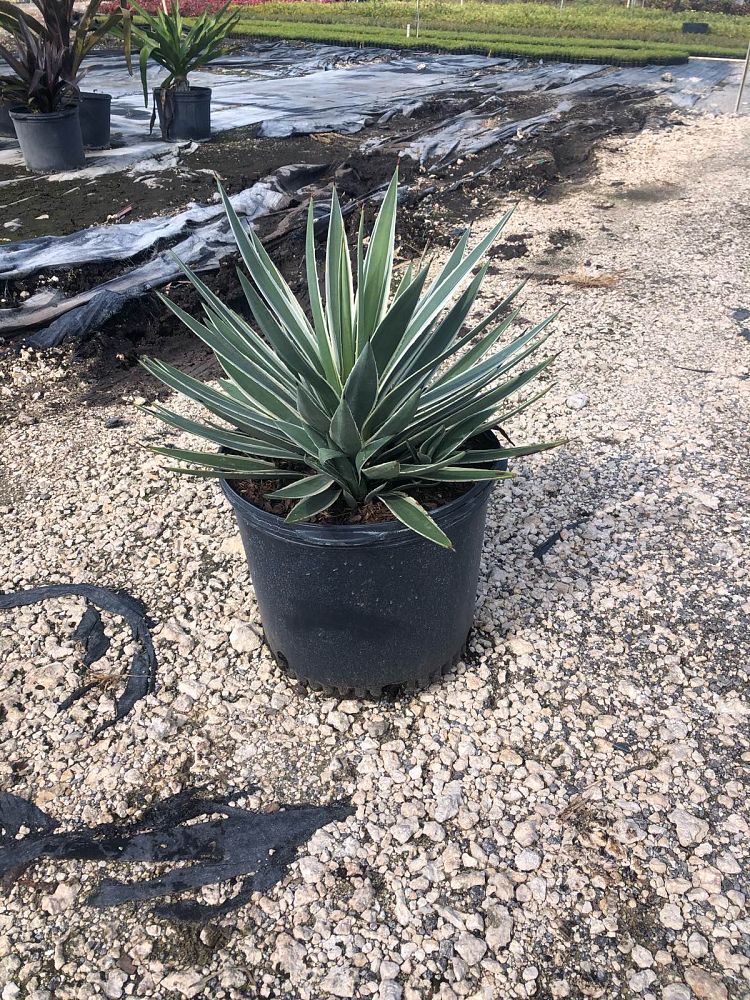 agave-angustifolia-carribean-agave