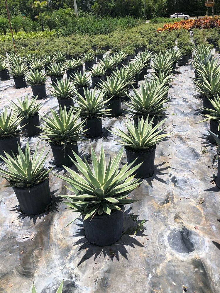 agave-angustifolia-carribean-agave