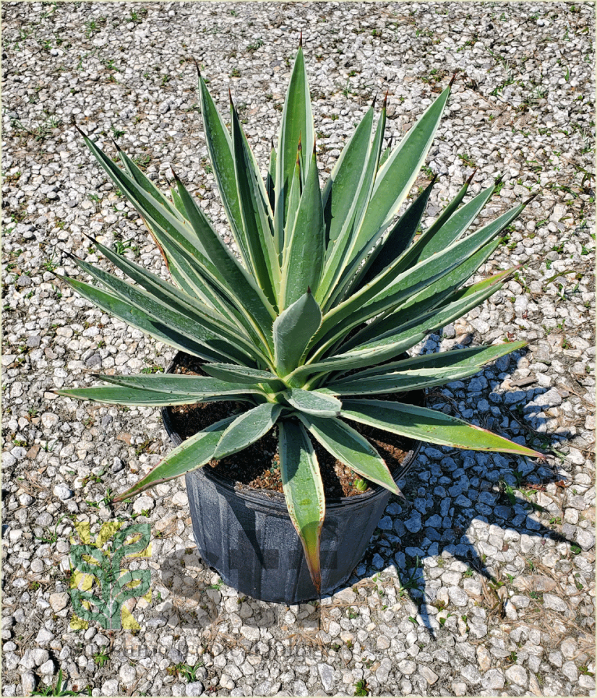 agave-angustifolia-carribean-agave