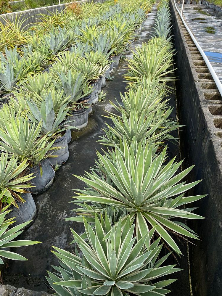 agave-angustifolia-carribean-agave