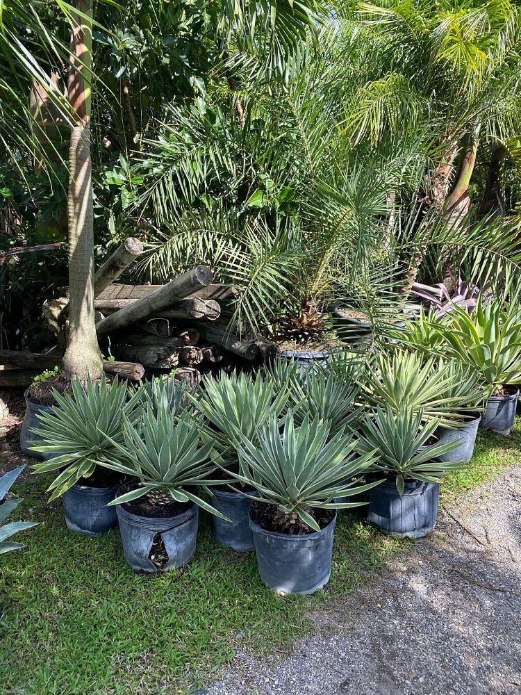 agave-angustifolia-carribean-agave