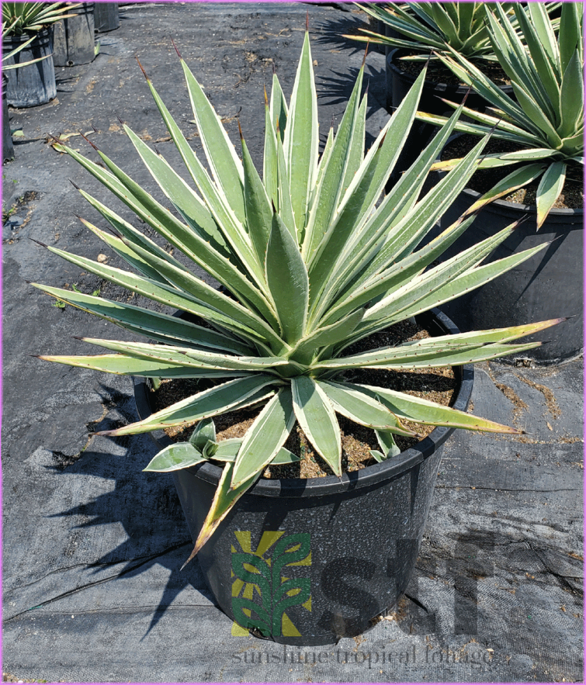 agave-angustifolia-carribean-agave