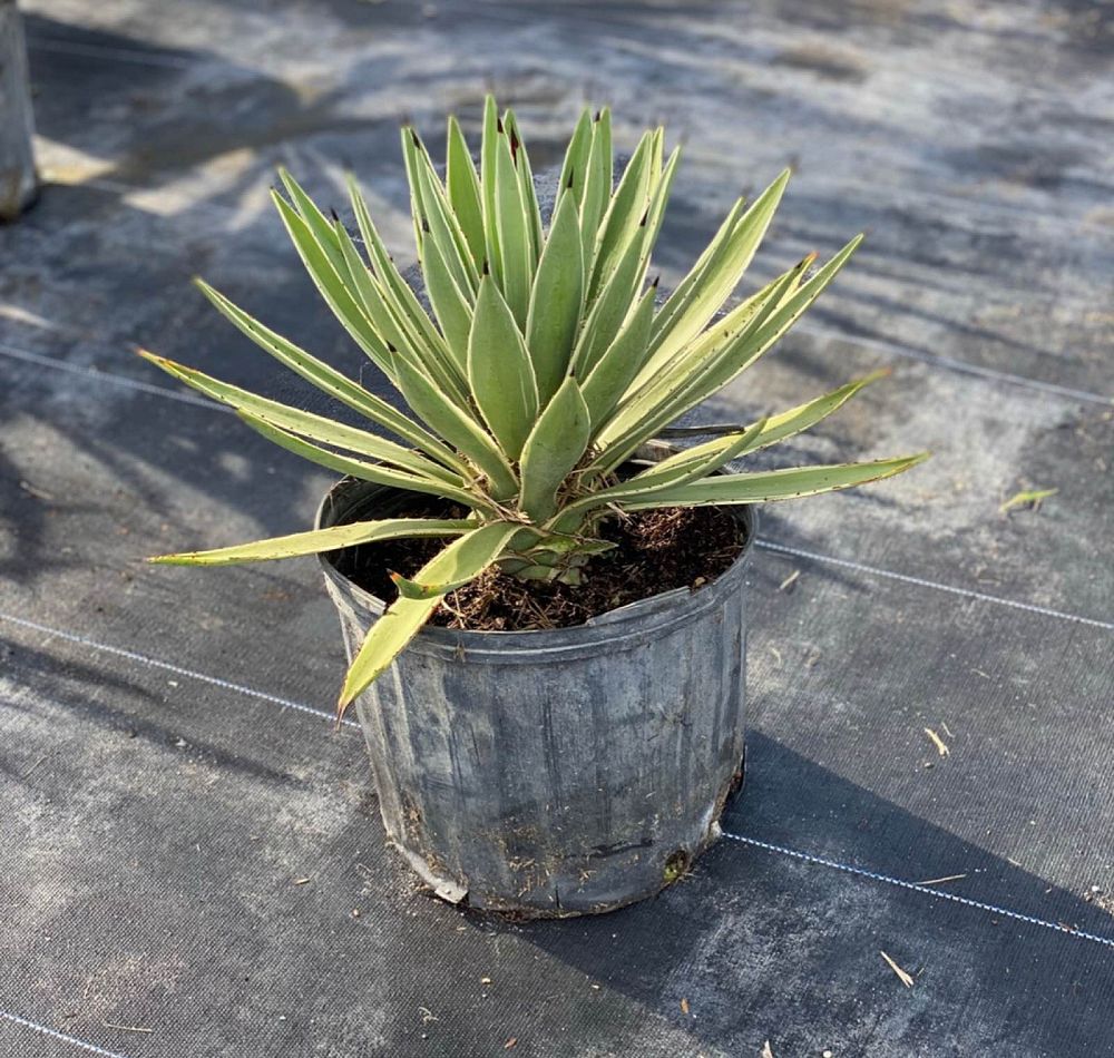 agave-angustifolia-carribean-agave