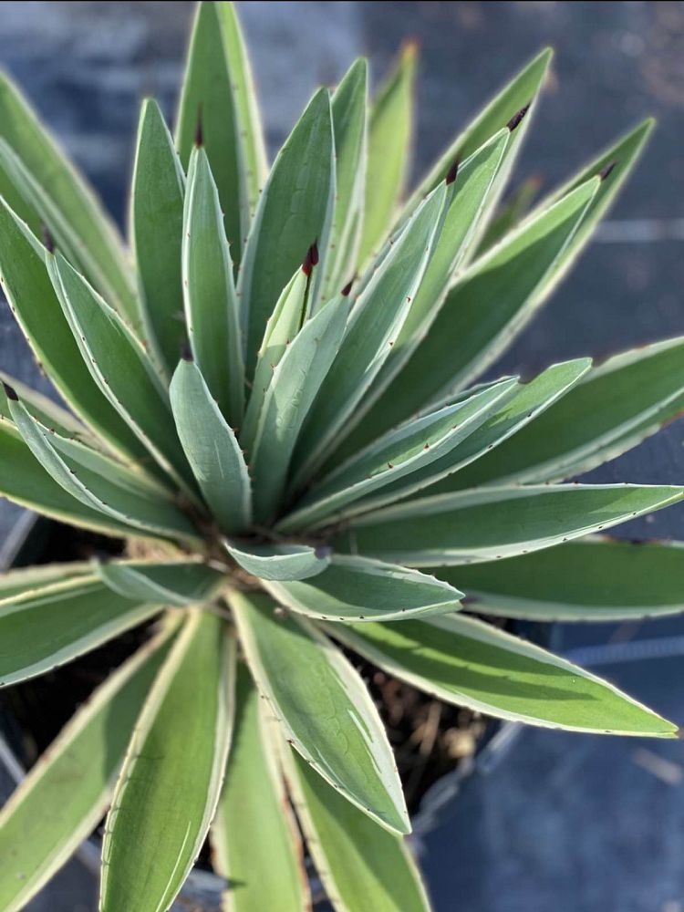 agave-angustifolia-carribean-agave