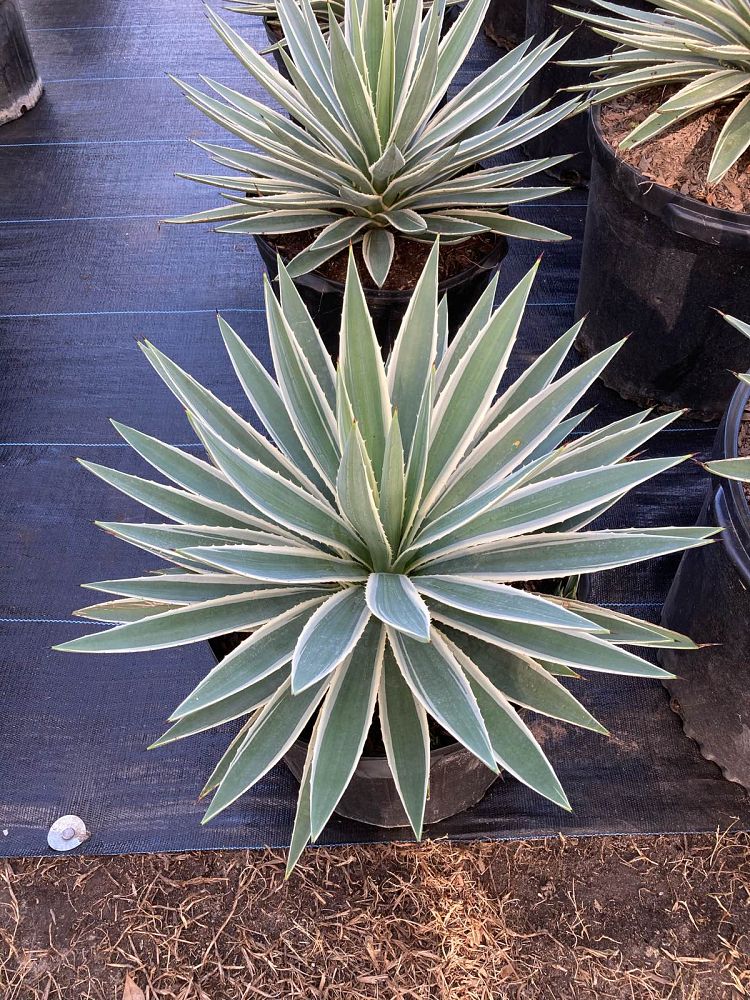 agave-angustifolia-carribean-agave