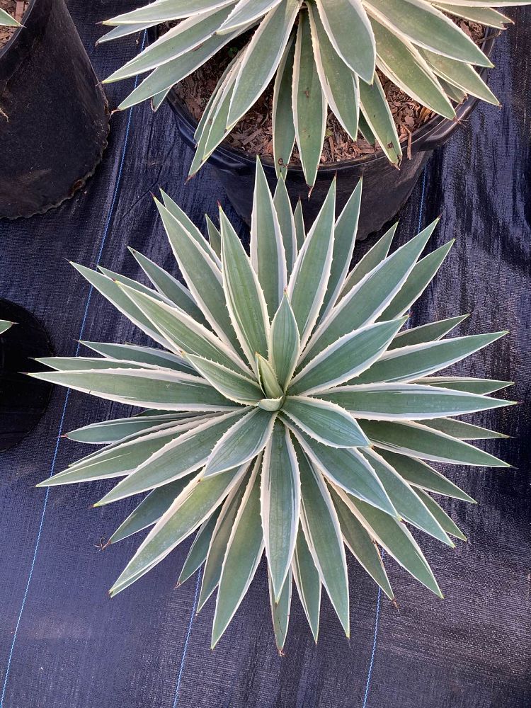 agave-angustifolia-carribean-agave