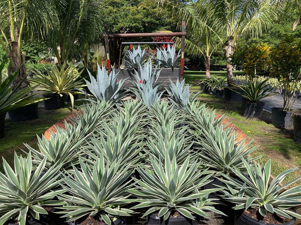 agave-angustifolia-carribean-agave