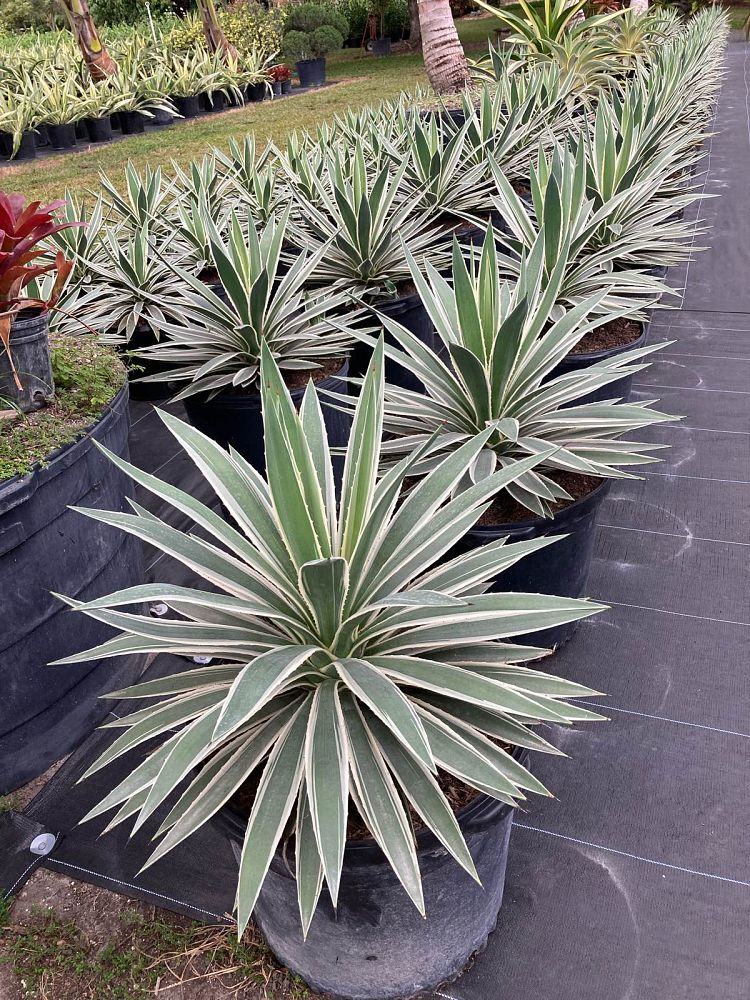 agave-angustifolia-carribean-agave