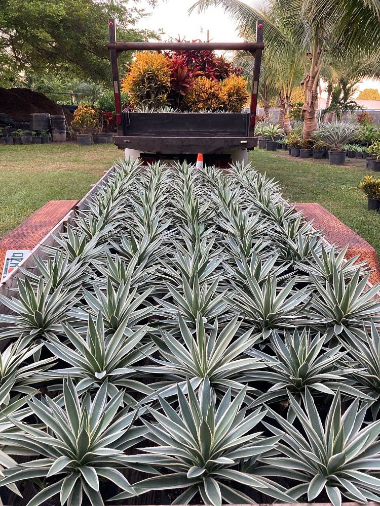 agave-angustifolia-carribean-agave