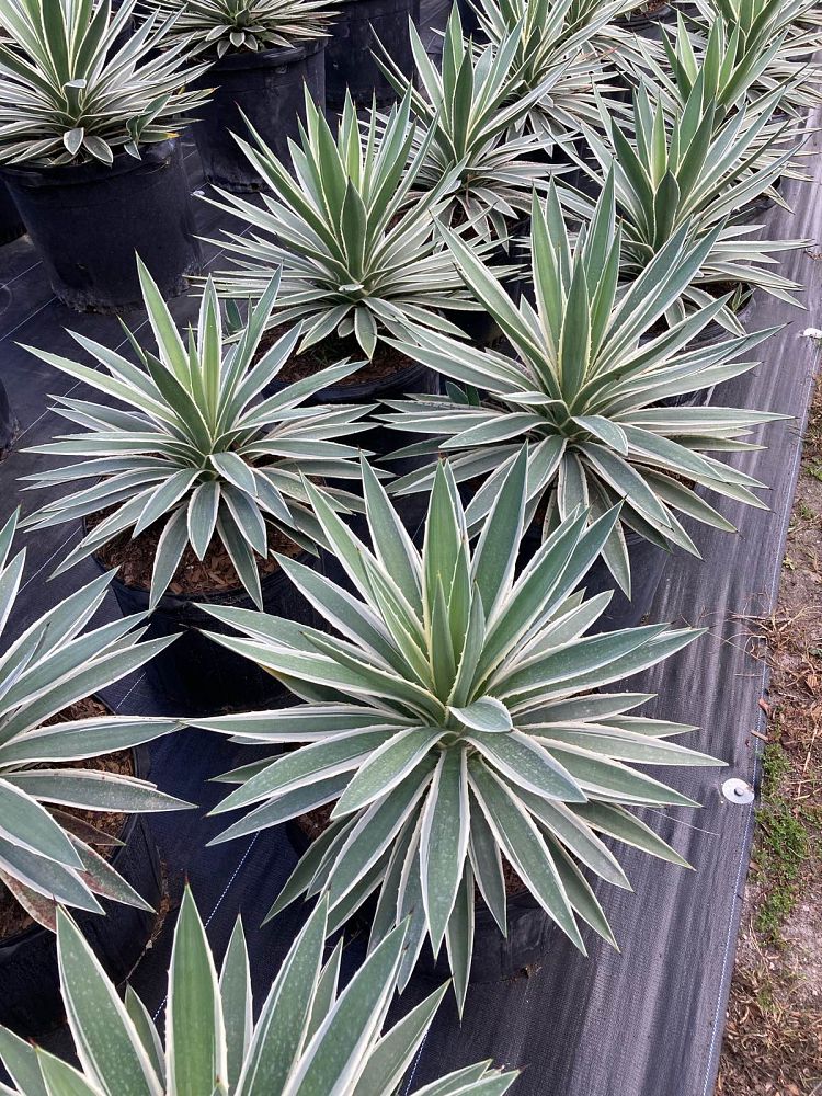 agave-angustifolia-carribean-agave