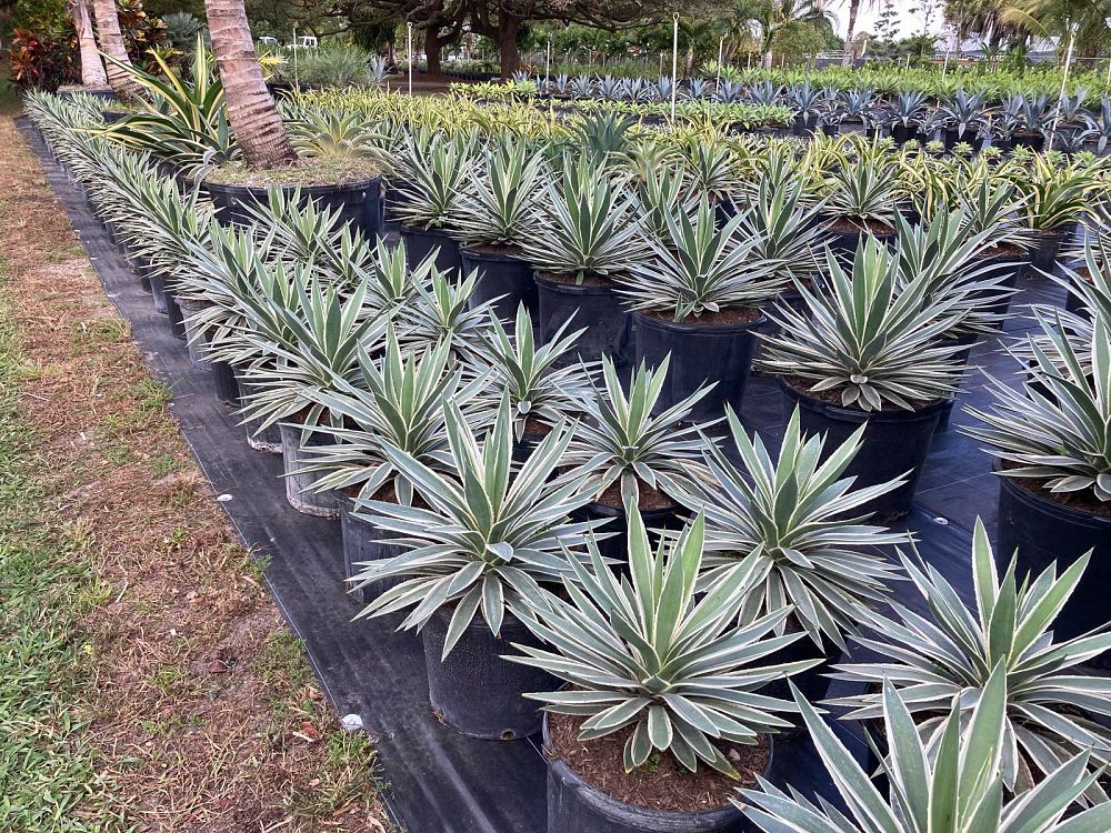 agave-angustifolia-carribean-agave