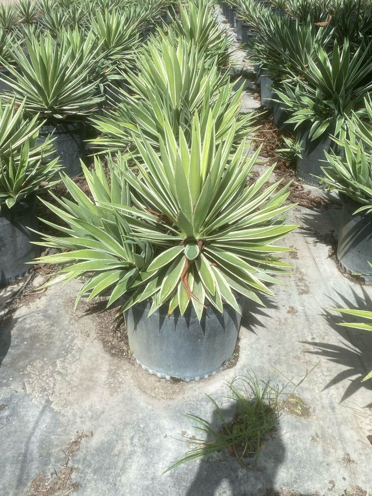 agave-angustifolia-carribean-agave