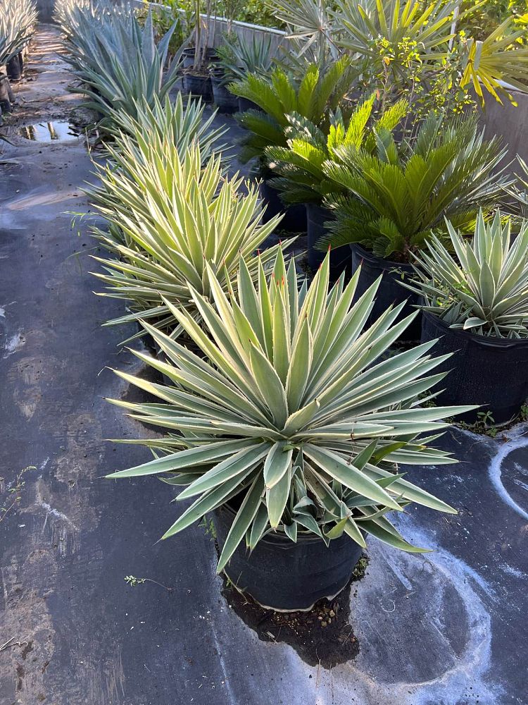agave-angustifolia-carribean-agave
