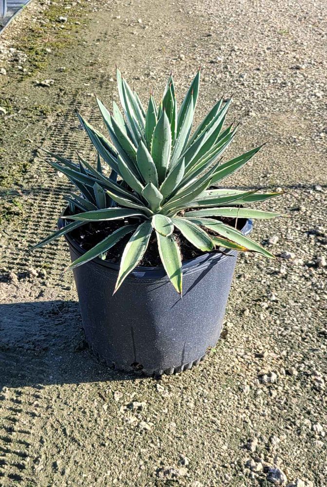 agave-angustifolia-carribean-agave