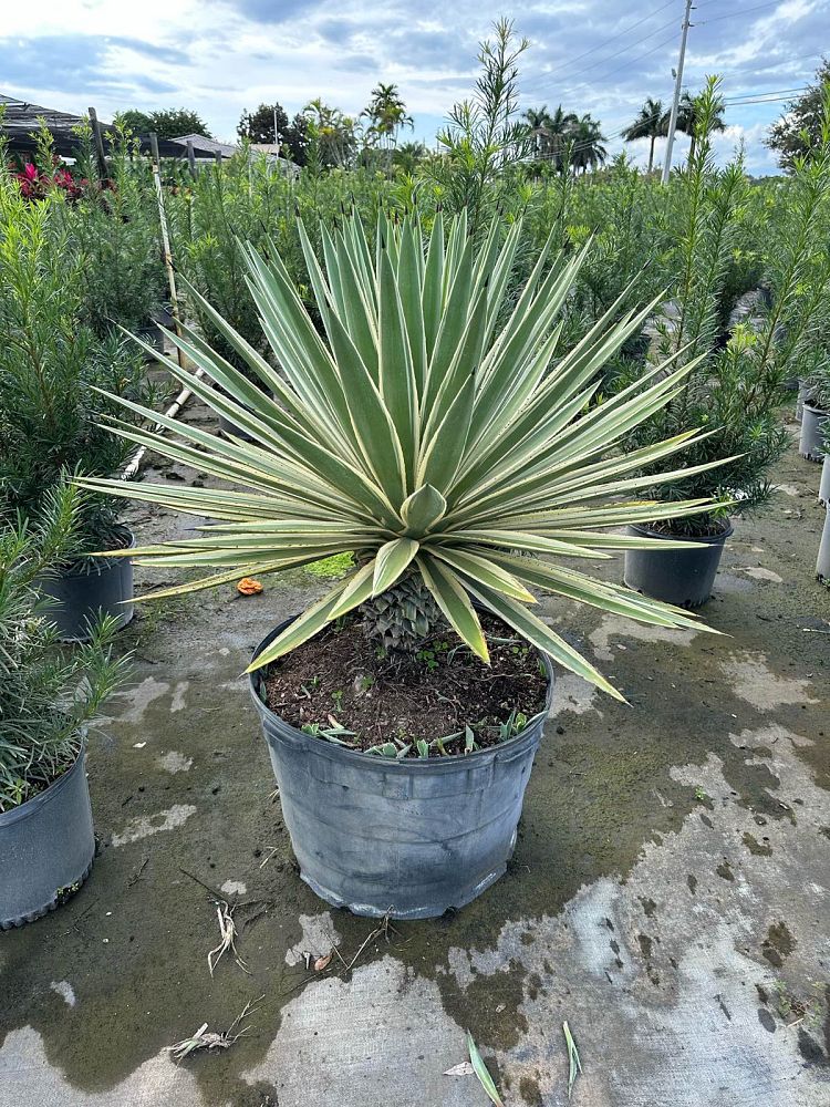 agave-angustifolia-carribean-agave