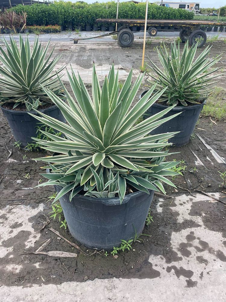 agave-angustifolia-carribean-agave