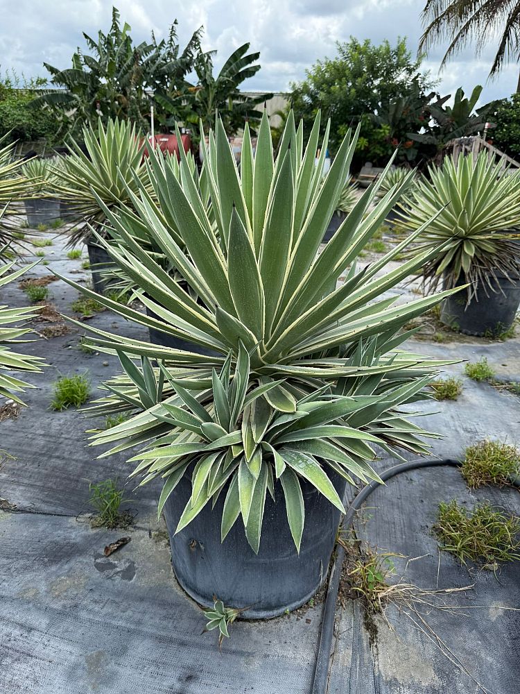 agave-angustifolia-carribean-agave