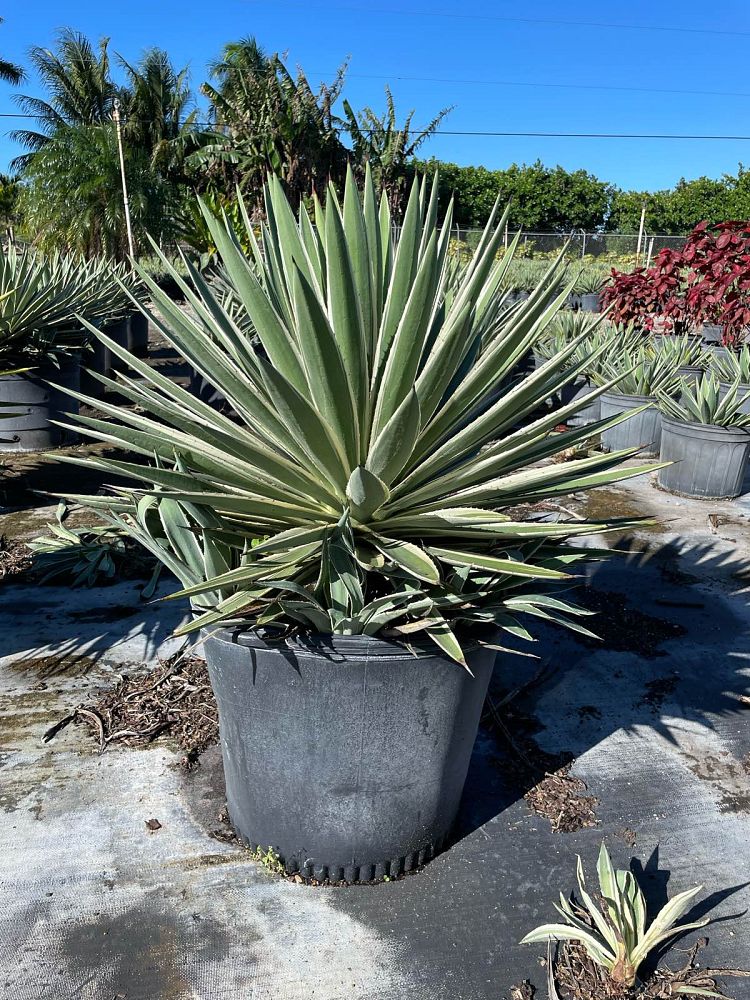 agave-angustifolia-carribean-agave