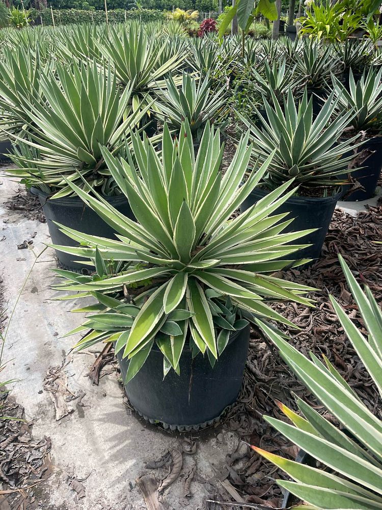 agave-angustifolia-carribean-agave