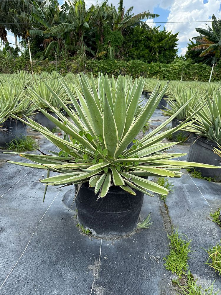 agave-angustifolia-carribean-agave