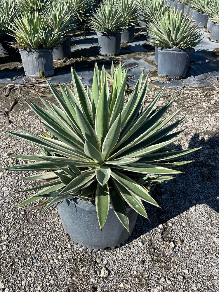 agave-angustifolia-carribean-agave