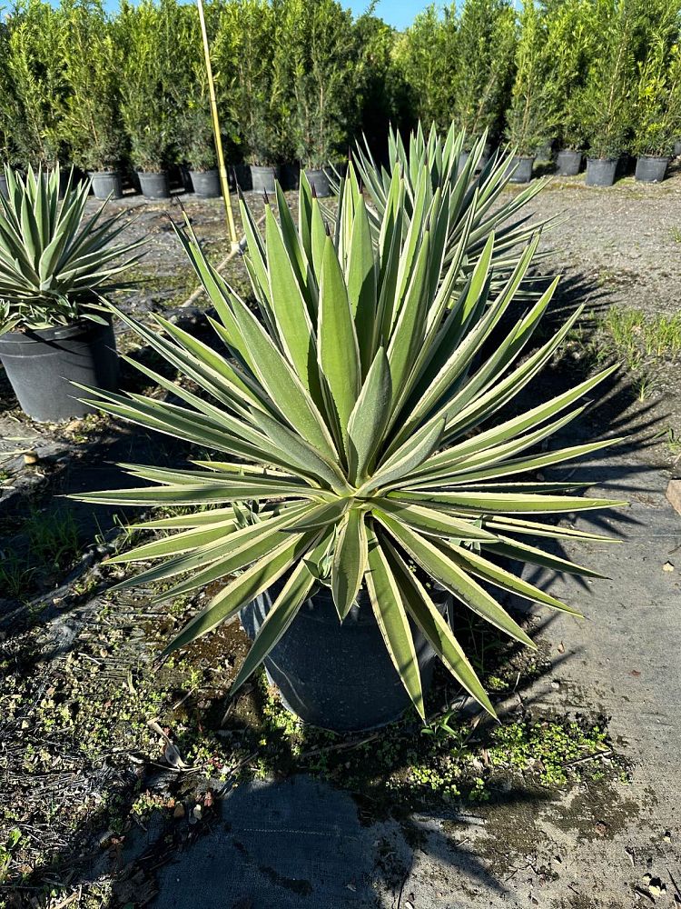 agave-angustifolia-carribean-agave