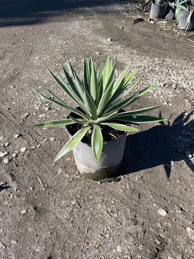 agave-angustifolia-carribean-agave
