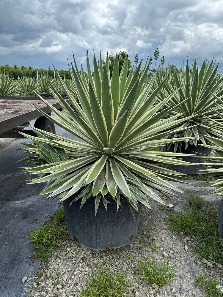agave-angustifolia-carribean-agave