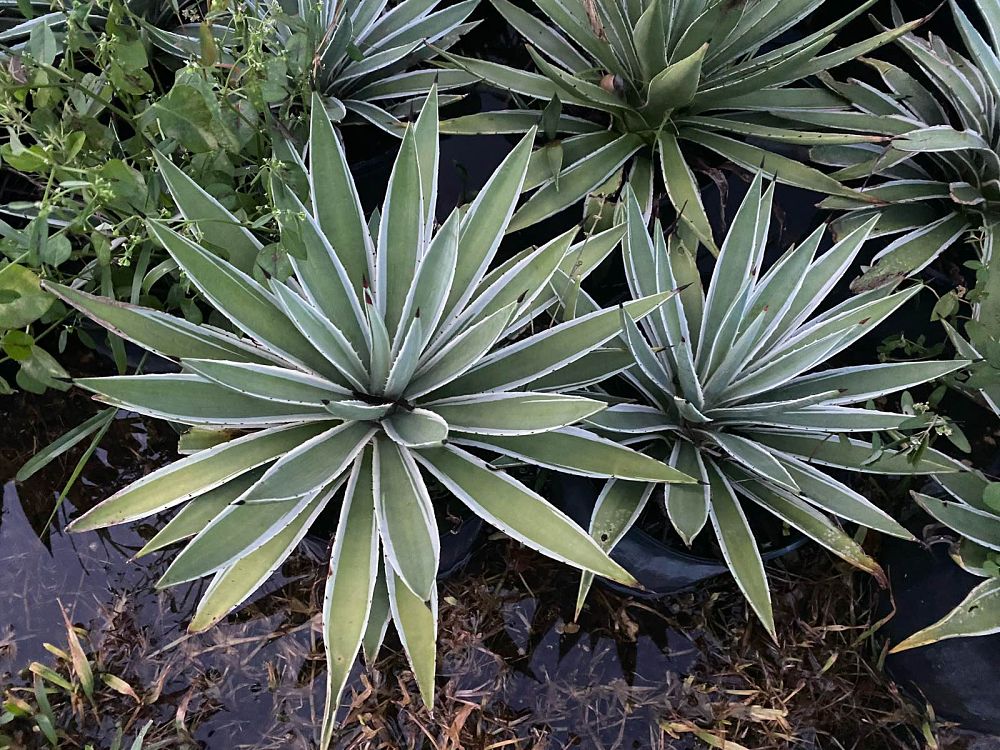 agave-angustifolia-carribean-agave