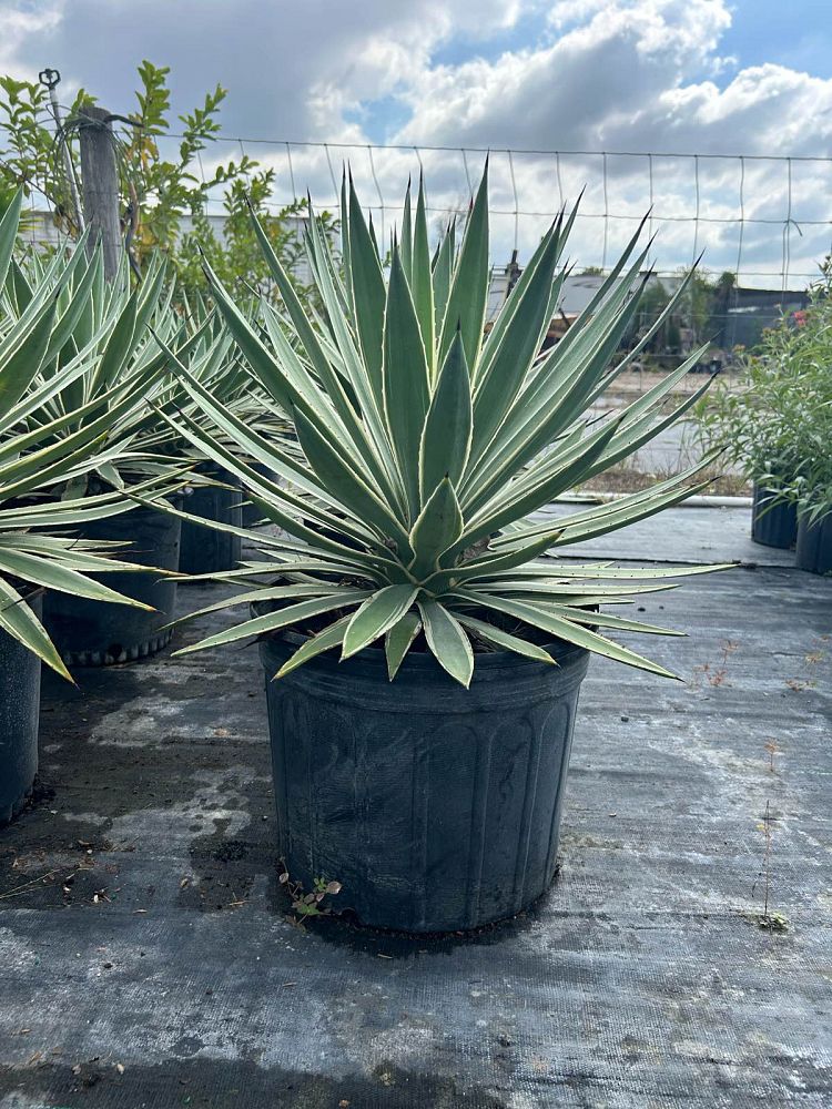 agave-angustifolia-carribean-agave