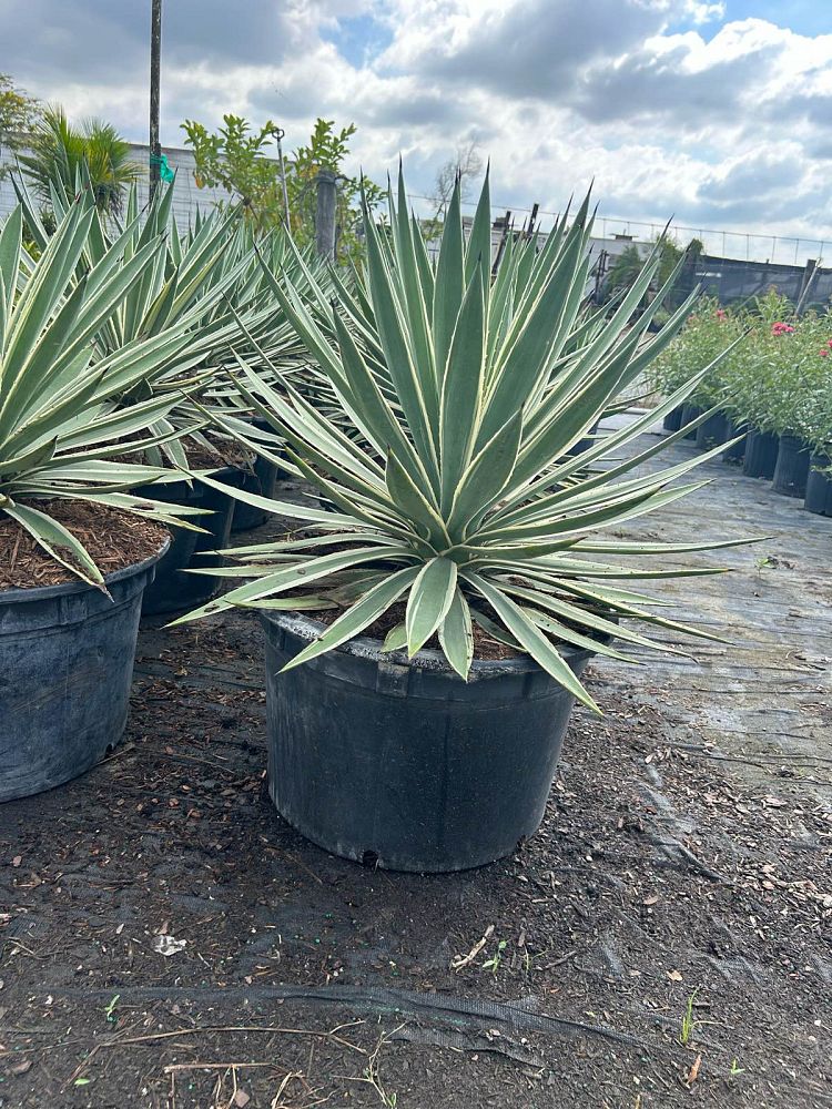 agave-angustifolia-carribean-agave