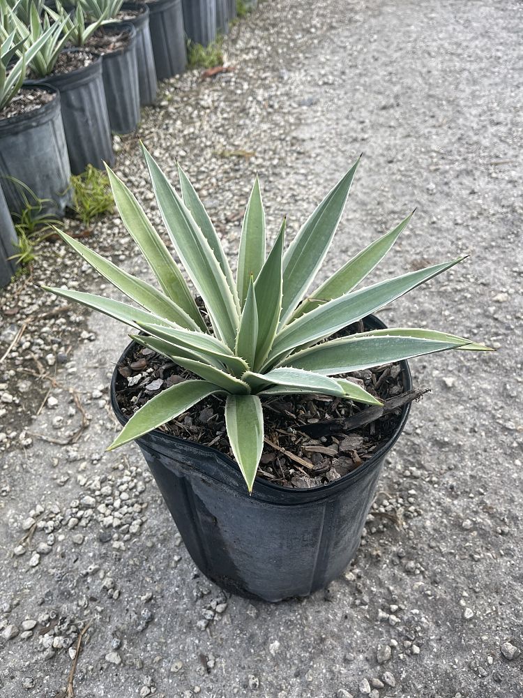agave-angustifolia-carribean-agave