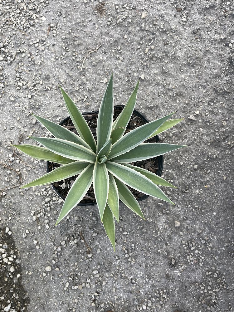 agave-angustifolia-carribean-agave