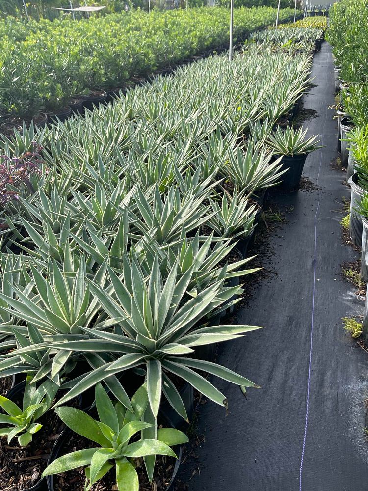 agave-angustifolia-carribean-agave