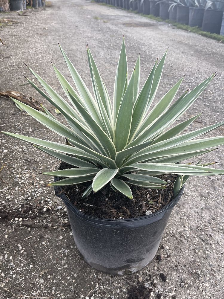 agave-angustifolia-carribean-agave