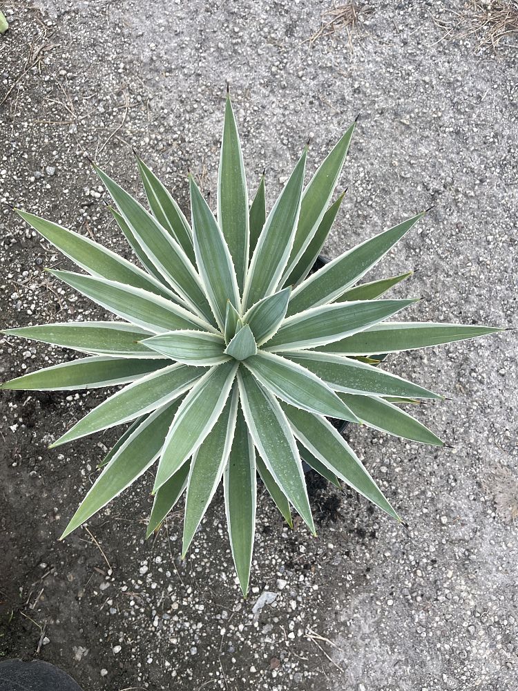 agave-angustifolia-carribean-agave