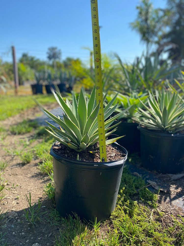 agave-angustifolia-carribean-agave
