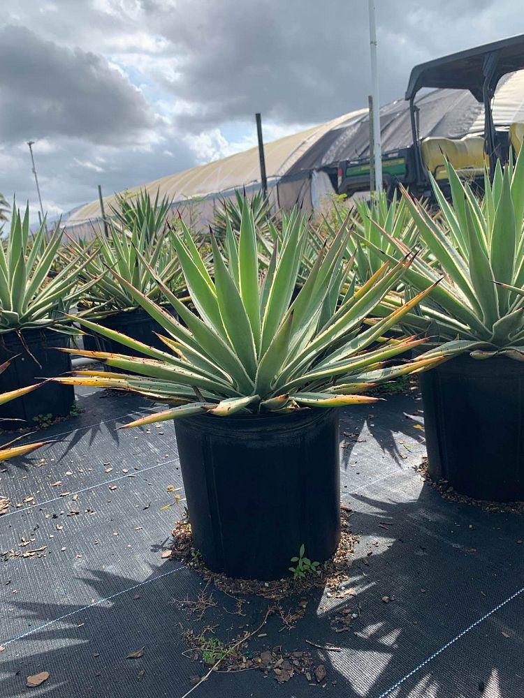 agave-angustifolia-carribean-agave