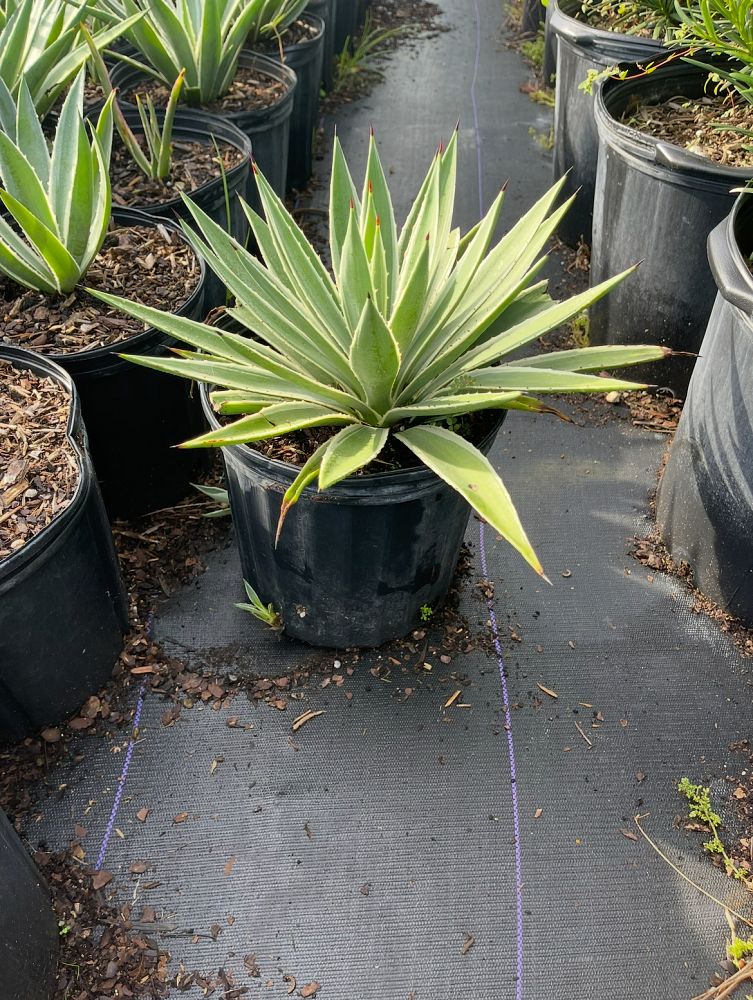 agave-angustifolia-carribean-agave