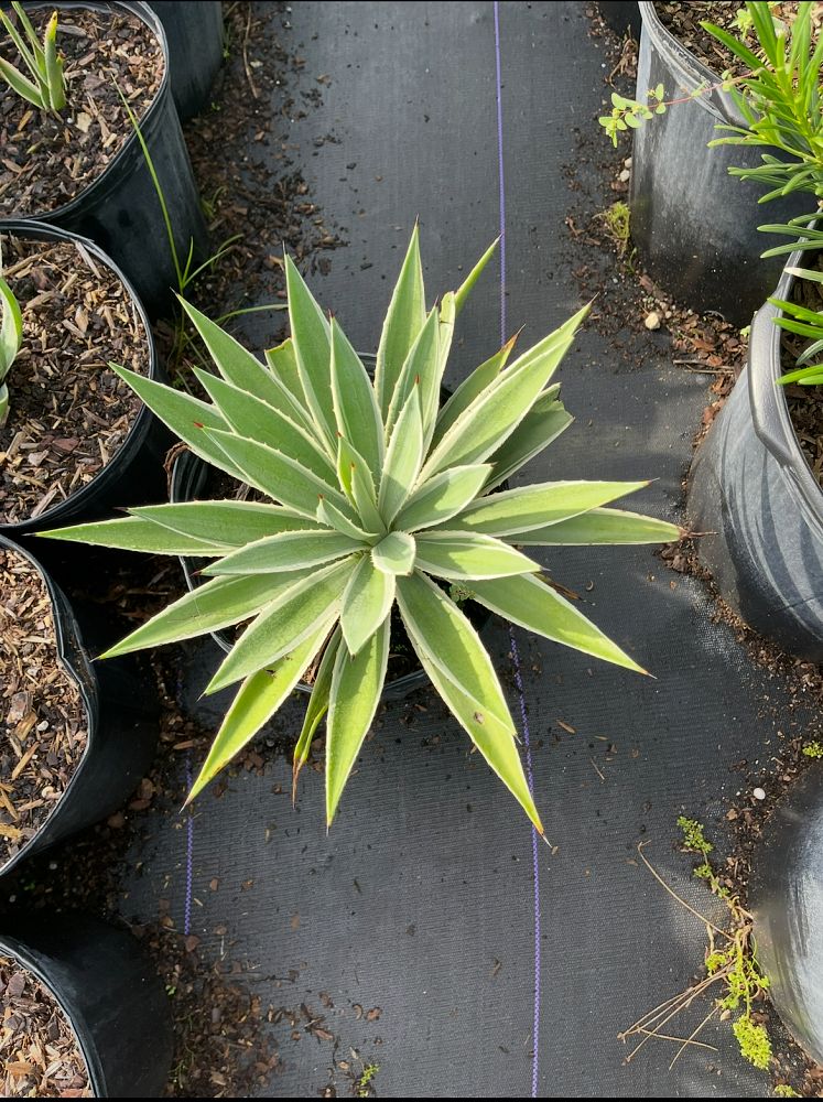 agave-angustifolia-carribean-agave