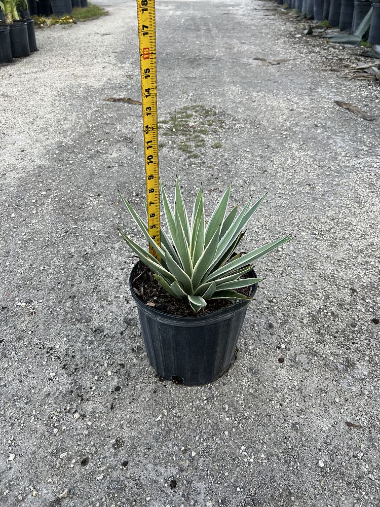 agave-angustifolia-carribean-agave