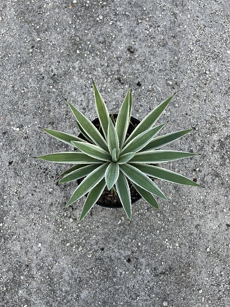 agave-angustifolia-carribean-agave