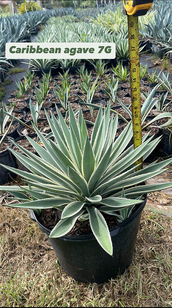 agave-angustifolia-carribean-agave