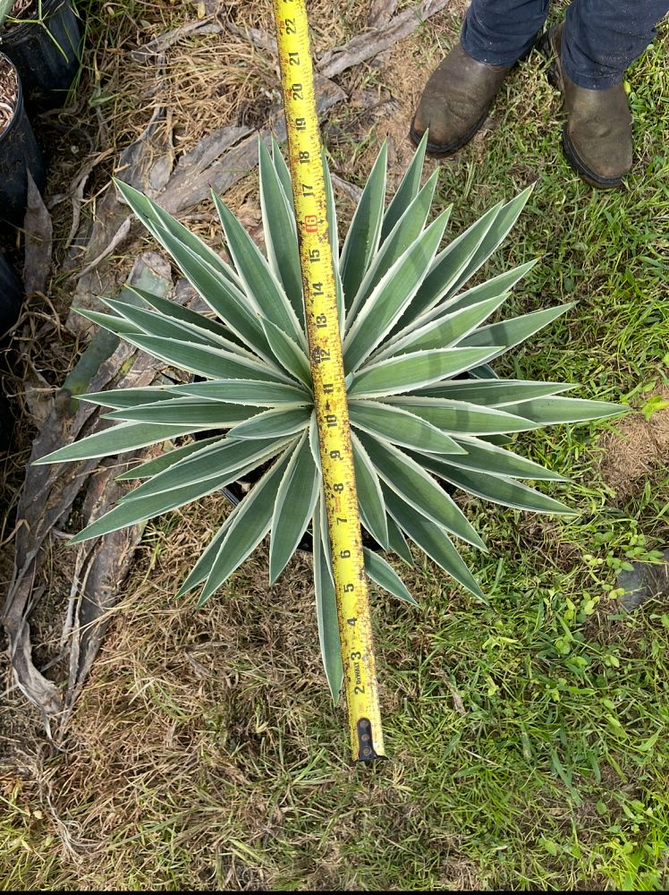 agave-angustifolia-carribean-agave