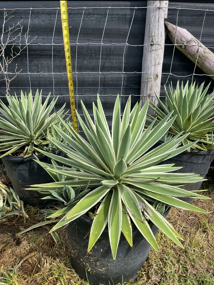 agave-angustifolia-carribean-agave