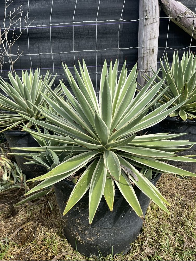 agave-angustifolia-carribean-agave
