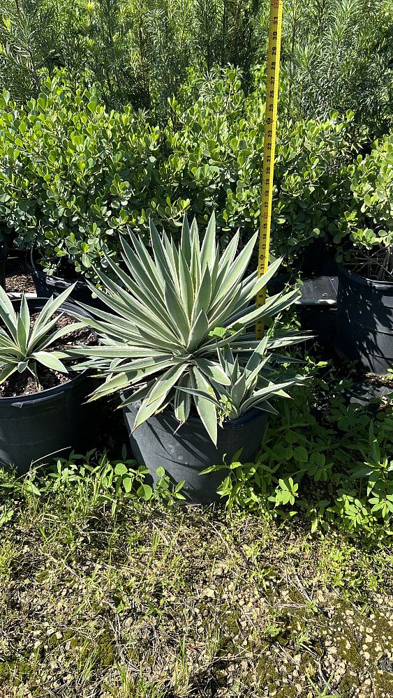 agave-angustifolia-carribean-agave