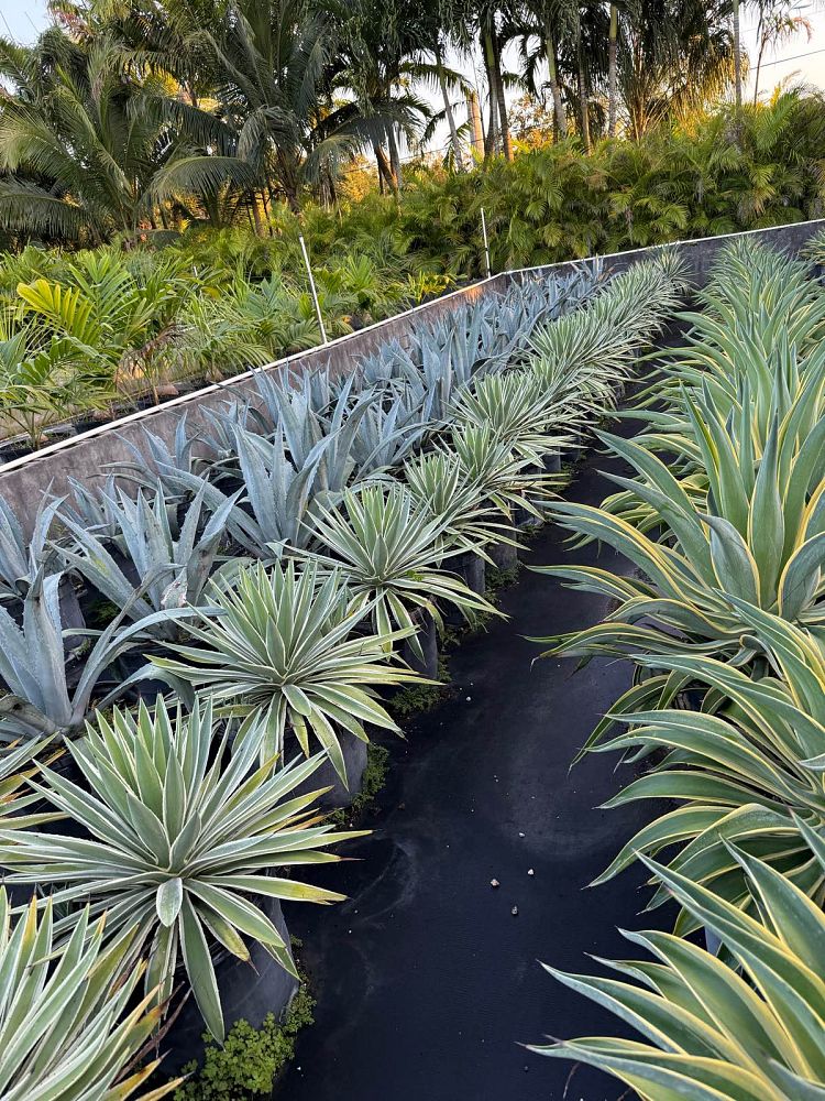 agave-angustifolia-carribean-agave