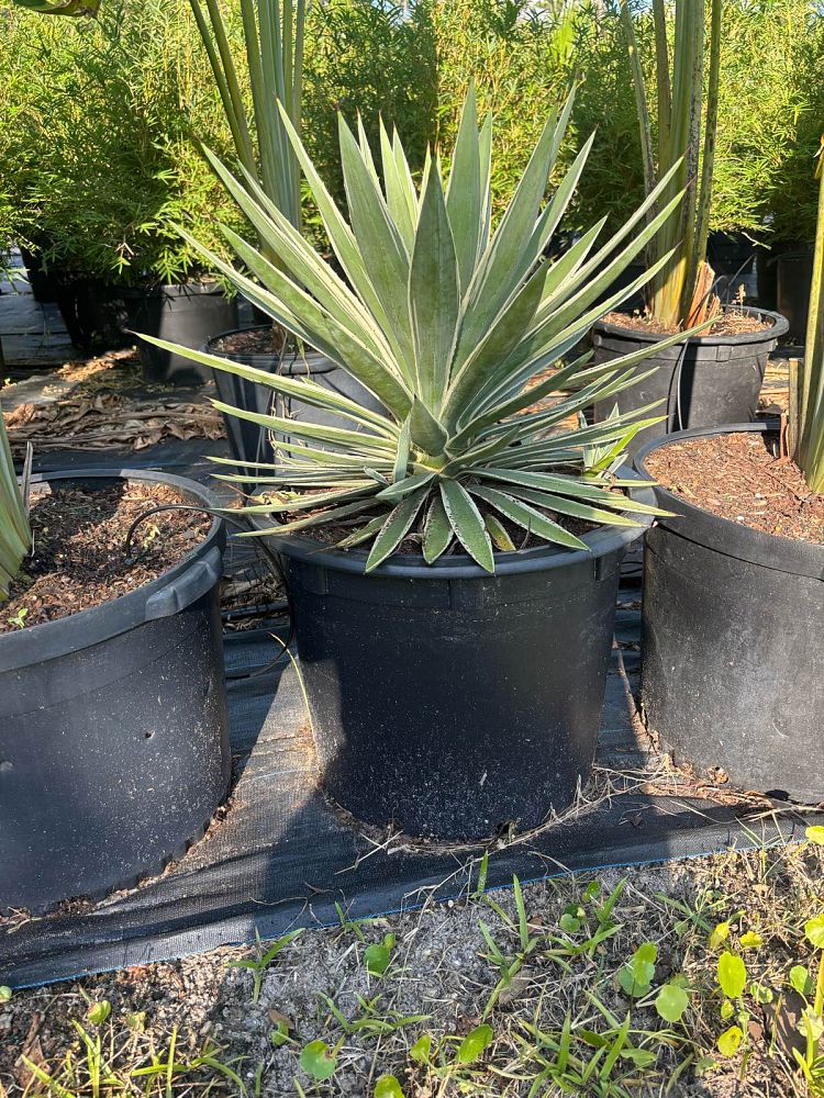 agave-angustifolia-carribean-agave